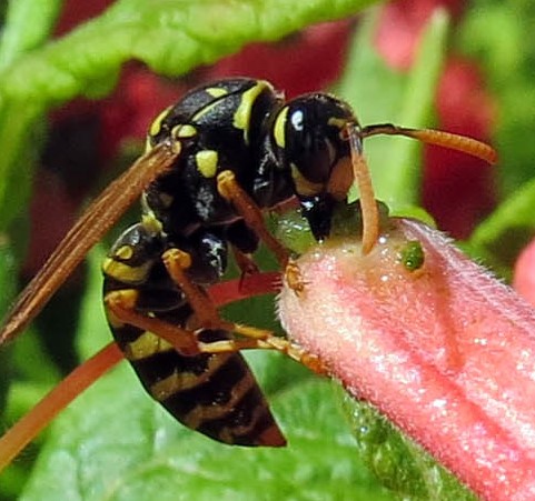European paper wasp